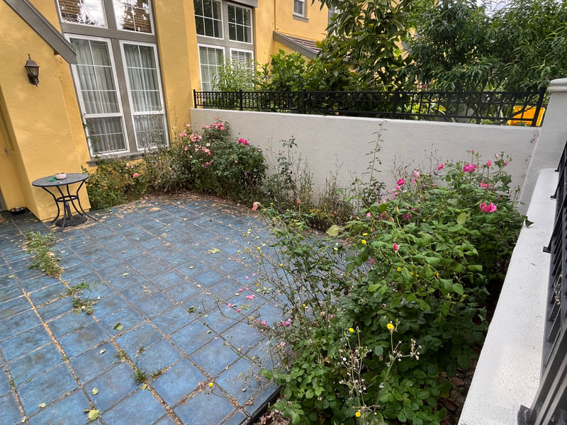 Wall planting before, growth sprawling across the stucco